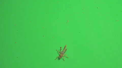 Locust B on Green Screen Chroma Key Pt9 of 15 Stock Footage 241407158
