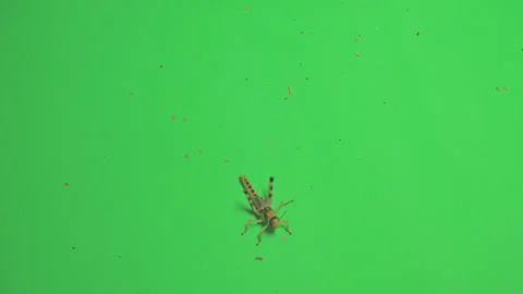 Locust B on Green Screen Chroma Key Pt10 of 15 Stock Footage 241408981