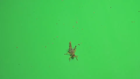 Locust B on Green Screen Chroma Key Pt11 of 15 Stock Footage 241411263