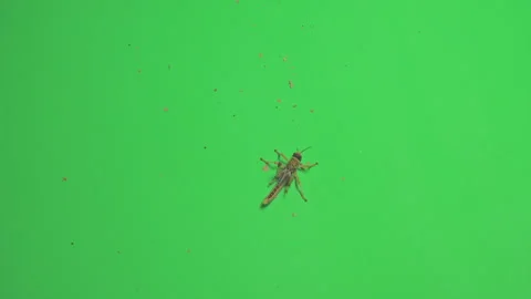 Locust B on Green Screen Chroma Key Pt12 of 15 Stock Footage 241412063
