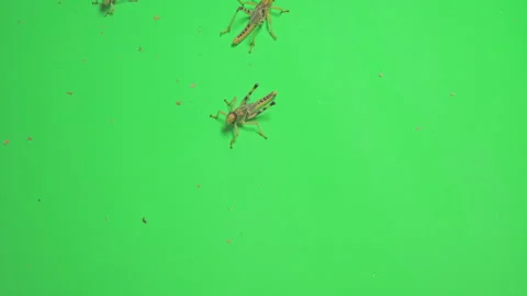Locust B on Green Screen Chroma Key Pt15 of 15 Stock Footage 241412931