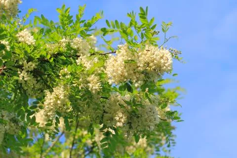 Locust blossom Stock Photos