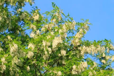 Locust blossom Stock Photos