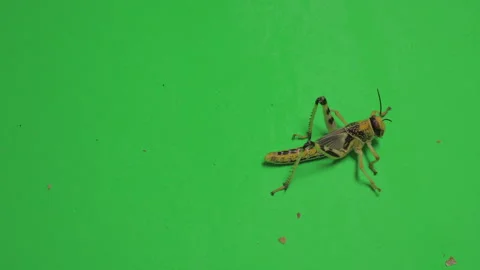 Locust C on Green Screen Chroma Key Pt2 of 4 Stock Footage 241413668
