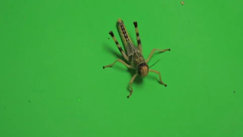 Locust C on Green Screen Chroma Key Pt4 of 4 Stock Footage 241417711