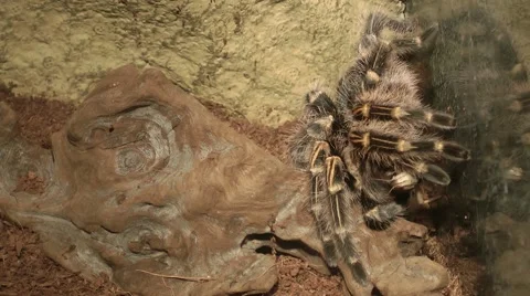 Locust caught by spider is trying to escape 스톡 동영상 41785908