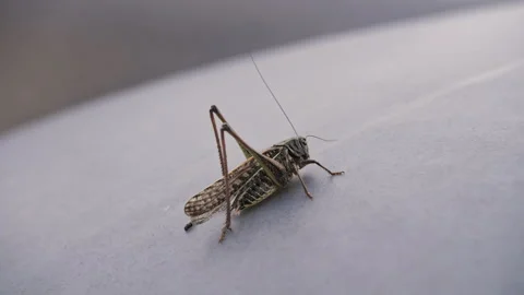 Locust close-up on gray background Stock Footage 246540108