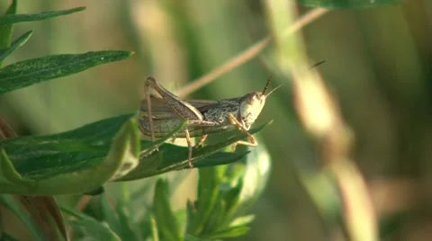Locust Closeup 2 Stock Footage 7759887