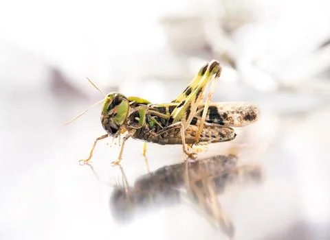 Locust closeup macro portrait Stock Photos