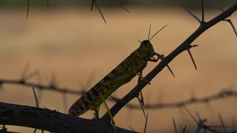 Locust closeup shot in 4k Video stock 146881408