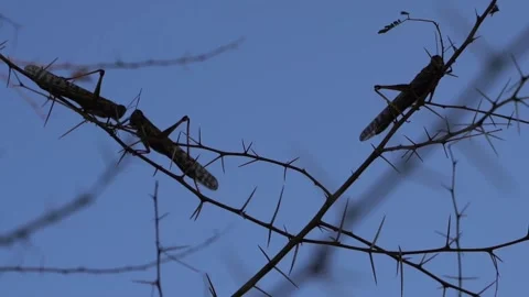 Locust closeup shot, locust insect in DI khan district. Video stock 147656695