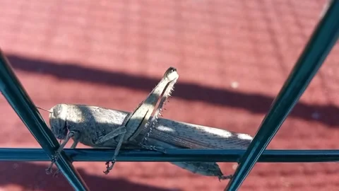 Locust crawling on the fence Stock Footage 292923246