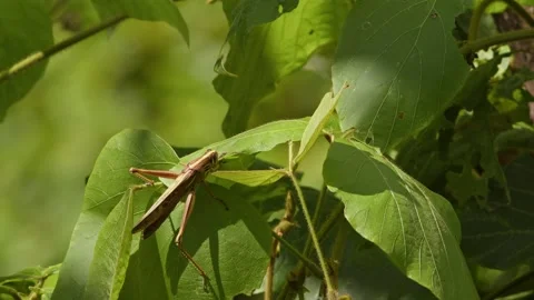 A Locust Cutting Through Leaves. Stock Footage 281221882