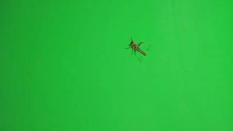 Locust D on Green Screen Chroma Key Pt3 of 6 Stock Footage 241422943