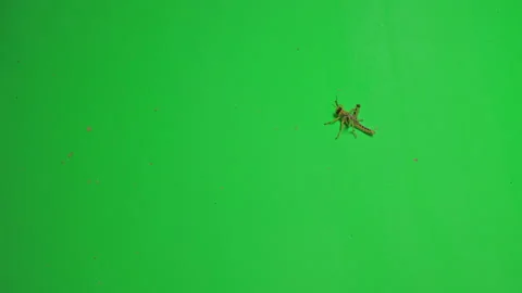 Locust D on Green Screen Chroma Key Pt5 of 6 Stock Footage 241426902