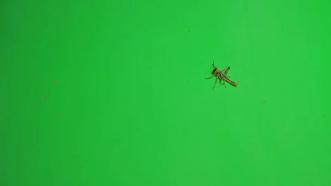 Locust D on Green Screen Chroma Key Pt6 of 6 Stock Footage 241428124