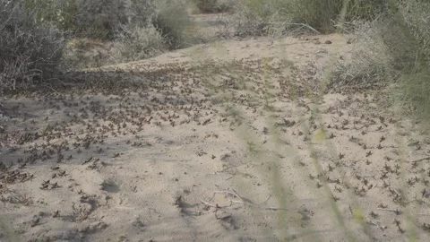 Locust in dessert Video stock 136507902