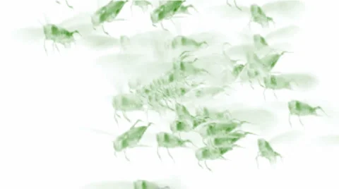 Locust disaster grasshoppers insects shaped wasps bees flies design pattern. Stock Footage 1034328