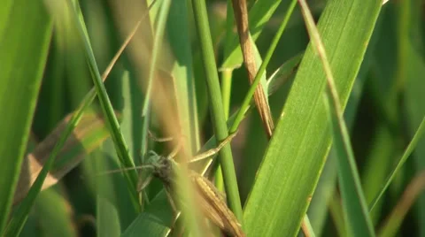 Locust Eat Grass Closeup Stock Footage 7759889