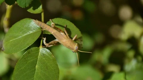 Locust eating a leaf 4K time lapse Stock Footage 83161858