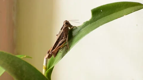 Locust eating leaf close up Stock Footage 134337211
