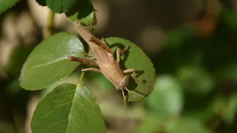 Locust eating a leaf HD realtime footage Stock Footage 83159365