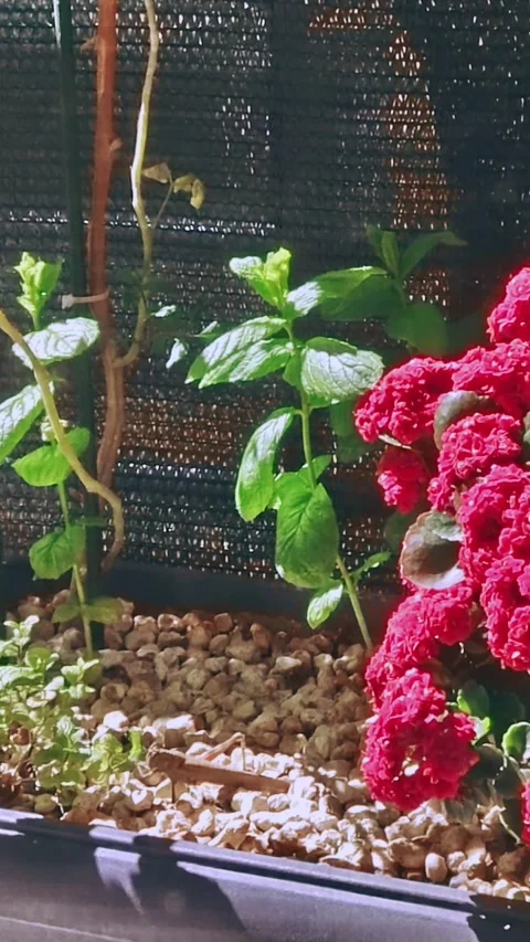 Locust Eating Mint in a Flower Pot Stock Footage 307754518