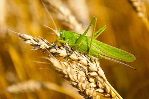 Locust eats wheat crop Stock Photos