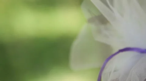 Locust On Flower Video stock 52432578