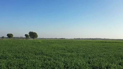 Locust flying shot with drone Video stock 136508847