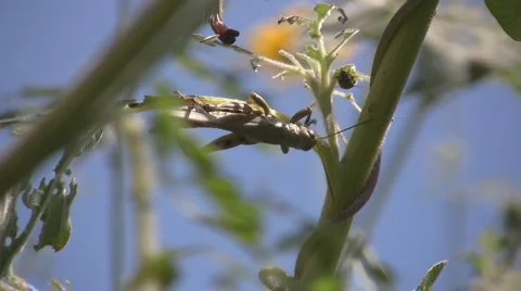 Locust Video stock 2514498