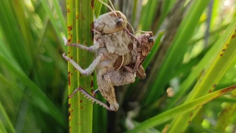 Locust  스톡 동영상 162078249