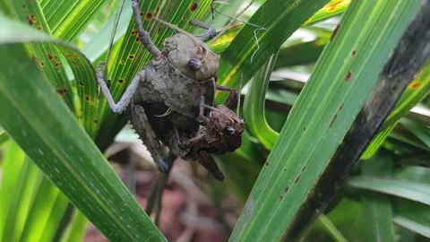 Locust 스톡 동영상 164562695