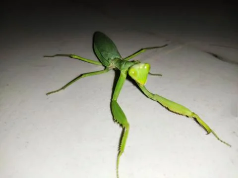 Locust front view Grass hopper about to jump Foto stock