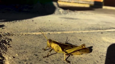 Locust gait Stock Footage 168748177