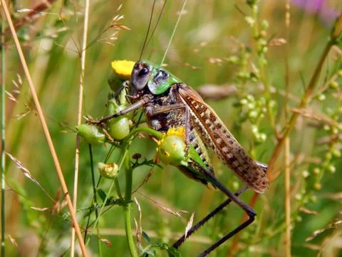 Locust on the grass close up Stock Photos