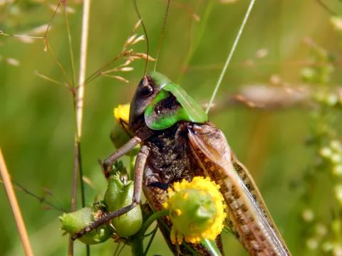 Locust on the grass close up Stock Photos