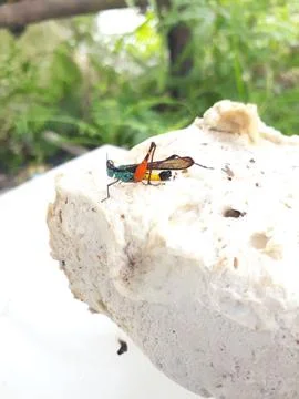 Locust  grasshopper grig 库存照片