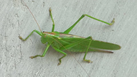 Locust green Stock Footage 175346956