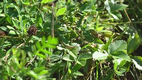 A locust in green grass. Close-up, static shot. Stock Footage 271127164