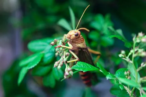 Locust in green nature Stock Photos