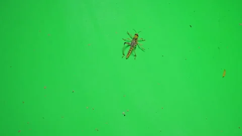 Locust A on Green Screen Chroma Key Pt3 of 8 Stock Footage 241390683