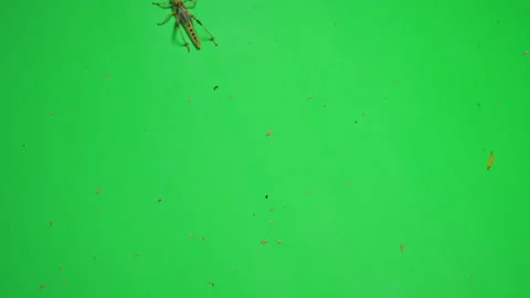 Locust A on Green Screen Chroma Key Pt4 of 8 Stock Footage 241391792