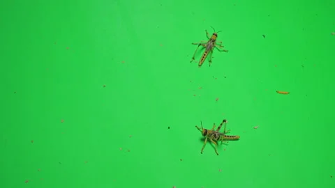 Locust A on Green Screen Chroma Key Pt2 of 8 Stock Footage 241391876