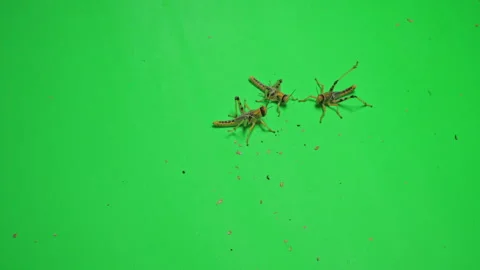 Locust A on Green Screen Chroma Key Pt8 of 8 Stock Footage 241396992