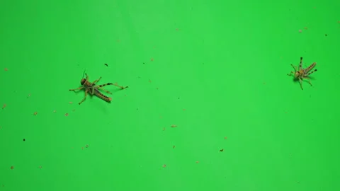 Locust A on Green Screen Chroma Key Pt7 of 8 Stock Footage 241398555