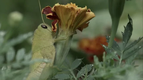 Locust holding onto flower. Stock Footage 47898829