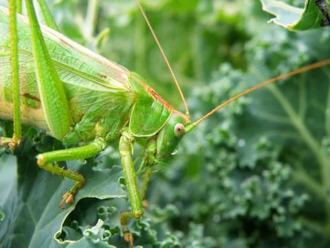 Locust Stock Illustration