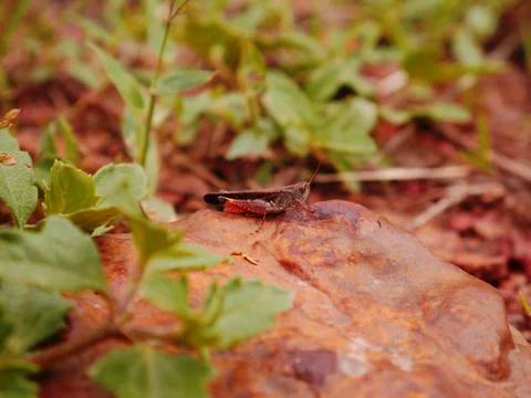 Locust insect presented on stone surface around natural green leaves field. Stock Photos