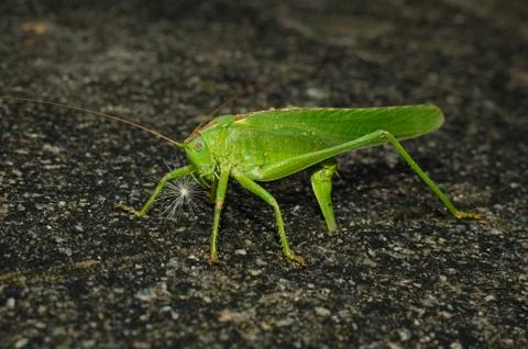Locust laying eggs Stock Photos